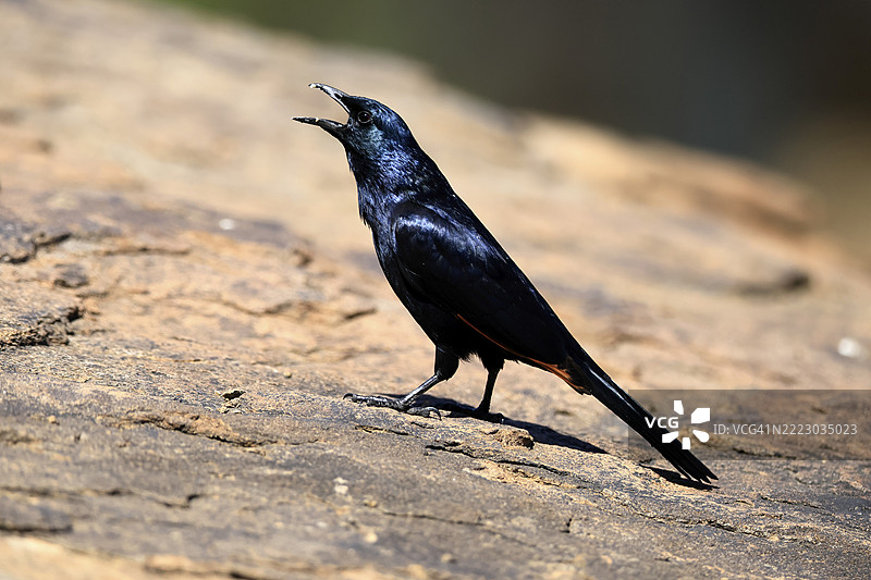 红翅星鸲（Onychognathus morio），成年雄性，站在岩石上，鸣叫，警觉，南非山斑马国家公园，非洲图片素材