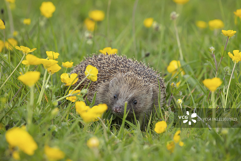欧洲刺猬（Erinaceus europaeus）成年动物在春季的草地上，周围盛开着黄花，英格兰萨福克，英国，欧洲图片素材