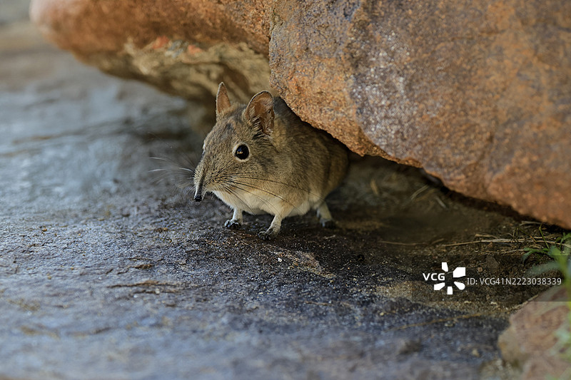 短耳象鼩鼱（Macroscelides probosideus），成年，觅食中，南非东开普省山斑马国家公园，非洲图片素材