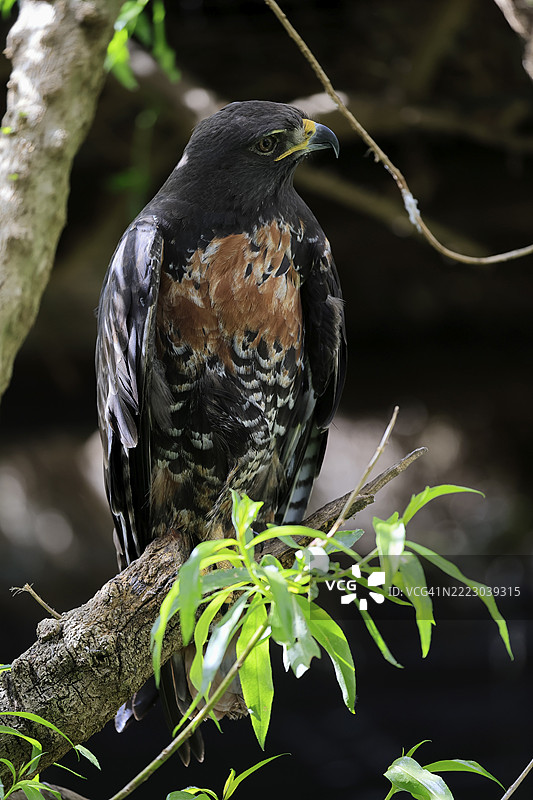 岩雕（Buteo rufofuscus），豺狼雕，成年，栖息在树上，南非，非洲图片素材