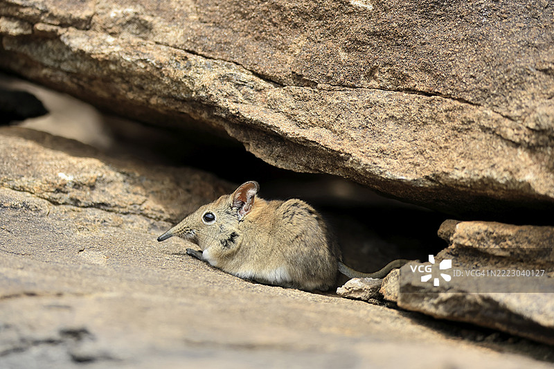 短耳象鼩鼱（Macroscelides probosideus），成年，觅食中，南非东开普省山斑马国家公园，非洲图片素材
