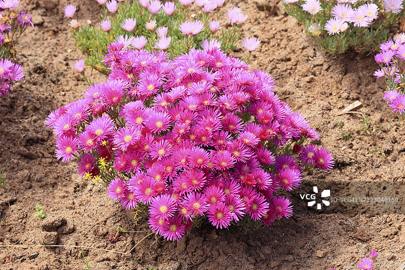 多辐光花,正午花,开花,卡鲁沙漠植物园,伍斯特,西开普省,南非,非洲图片素材