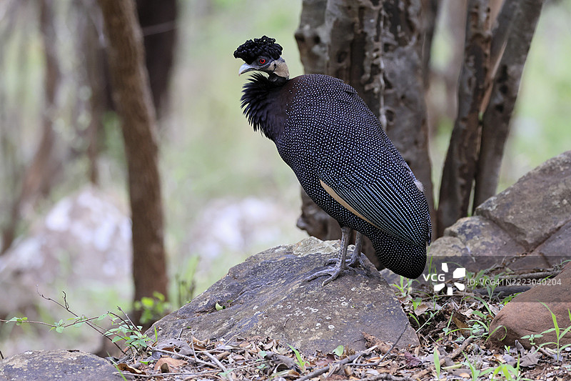 斑头雉（Guttera pucherani），成年，警觉，觅食，克鲁格，克鲁格国家公园，南非，非洲图片素材