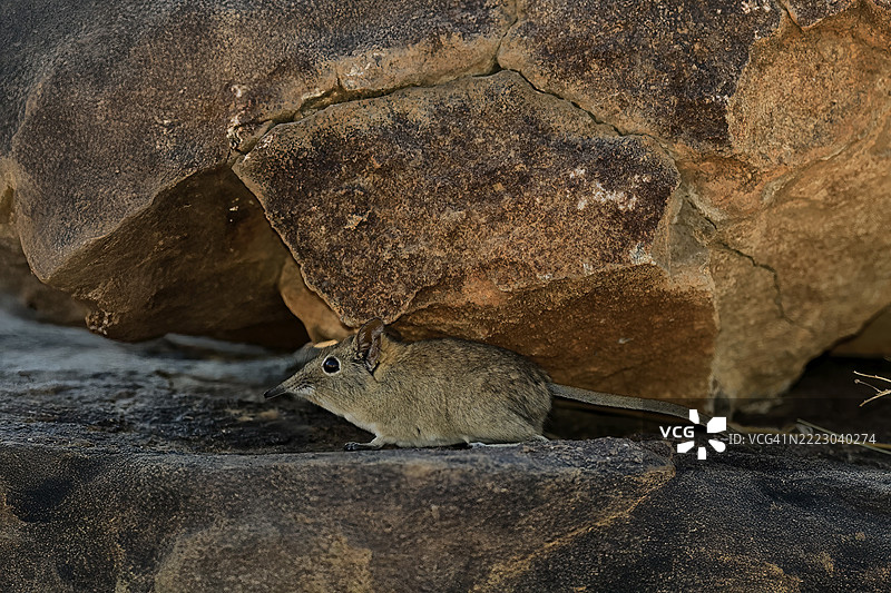 短耳象鼩鼱（Macroscelides probosideus），成年，觅食中，南非东开普省山斑马国家公园，非洲图片素材
