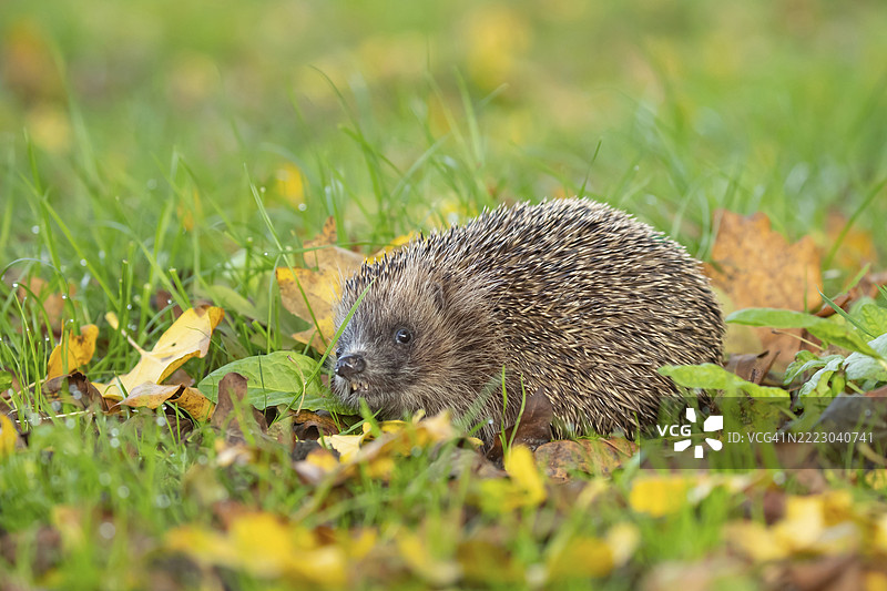 成年欧洲刺猬（Erinaceus europaeus）在英格兰萨福克的花园草坪上落叶中。图片素材
