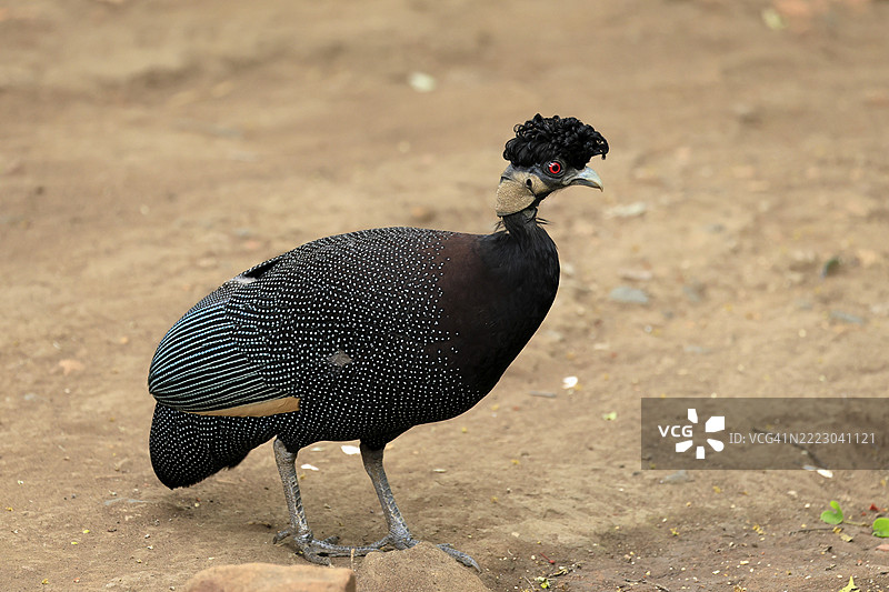 斑头雉（Guttera pucherani），成年，警觉，觅食，克鲁格，克鲁格国家公园，南非，非洲图片素材