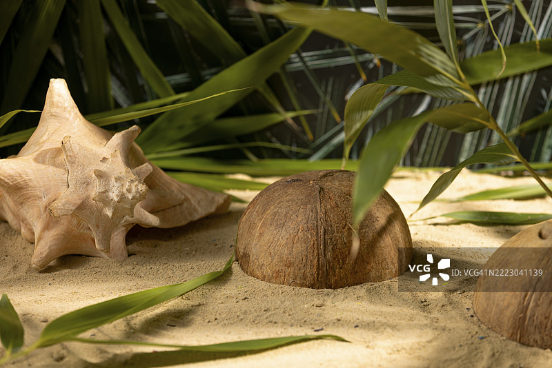 贝壳、椰子和树叶装饰性地摆放在沙滩上图片素材