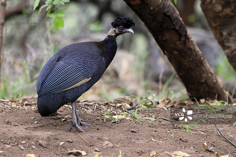 斑头雉（Guttera pucherani），成年，警觉地在地面觅食，克鲁格，克鲁格国家公园，南非，非洲图片素材
