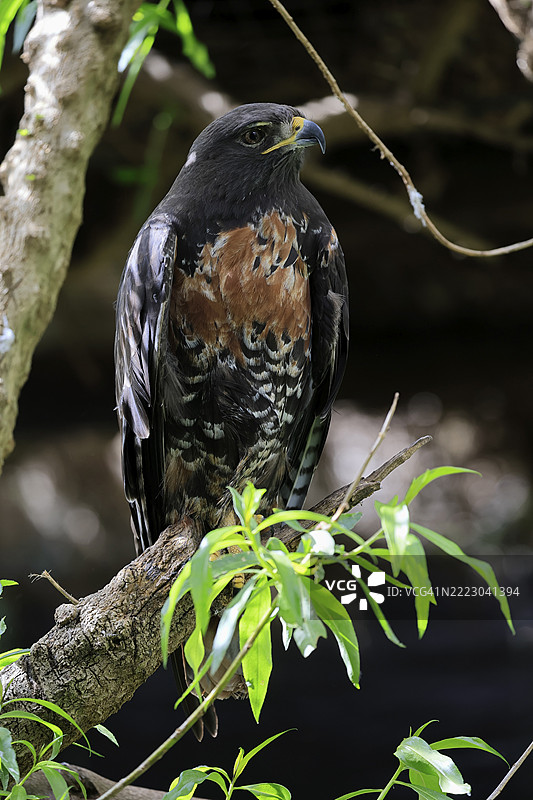 岩雕（Buteo rufofuscus），豺狼雕，成年，栖息在树上，南非，非洲图片素材