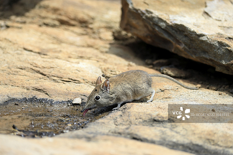 短耳象鼩鼱（Macroscelides probosideus），成年，正在水边饮水，南非东开普省，山斑马国家公园，非洲图片素材