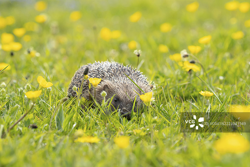 欧洲刺猬（Erinaceus europaeus）成年动物在春季的草地上，周围盛开着黄花，英格兰萨福克，英国，欧洲图片素材