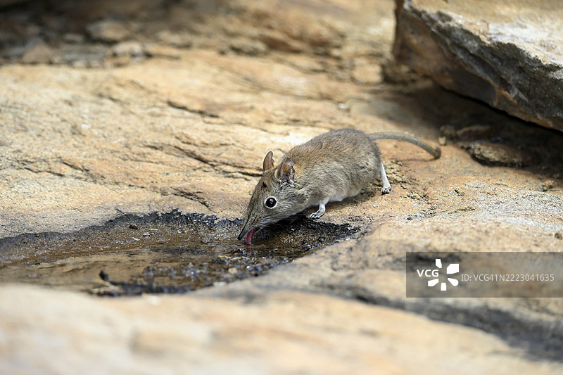 短耳象鼩鼱（Macroscelides probosideus），成年，正在水边饮水，南非东开普省，山斑马国家公园，非洲图片素材