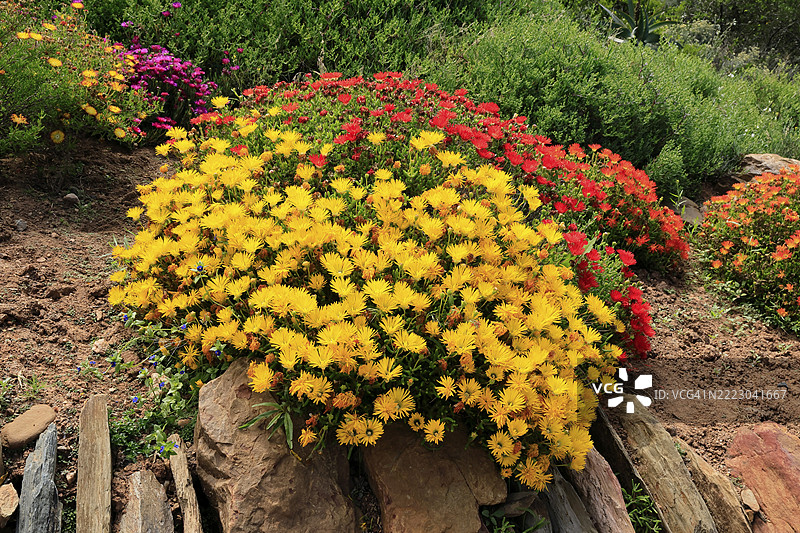 多辐光辉花，中午花，开花，卡鲁沙漠植物园，伍斯特，西开普省，南非，非洲图片素材