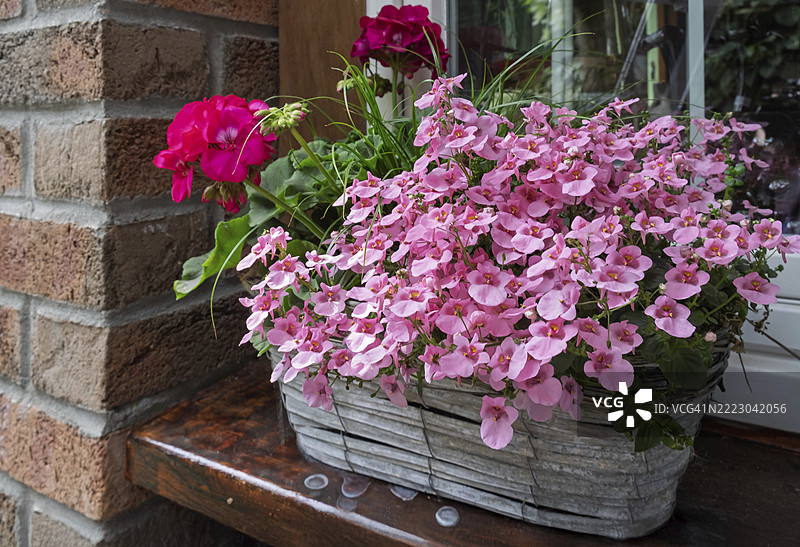 北莱茵-威斯特法伦，德国，欧洲的精灵大戟（Diascia barberae）和天竺葵的花卉装饰图片素材