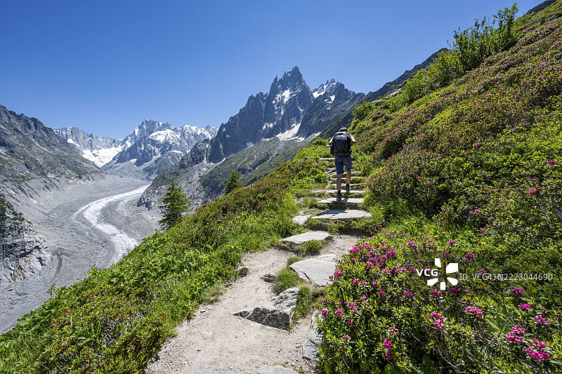 壮丽的山景，盛开的高山玫瑰，雄伟的山峰和冰川，徒步小径上的登山者，北阳台，冰海冰川舌，背后是乔拉斯峰，勃朗峰山块，蒙坦威尔，霞慕尼，上萨瓦省图片素材