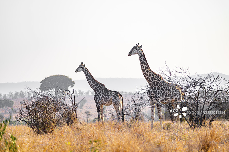 开普长颈鹿（Giraffa giraffa giraffa）在南非克鲁格国家公园的草原上，两只动物。图片素材