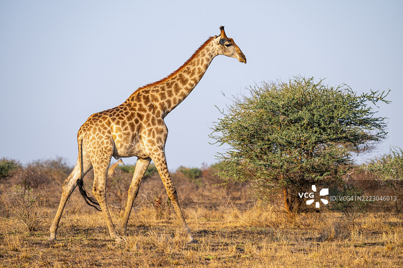 南非克鲁格国家公园草原上的开普长颈鹿（Giraffa giraffa giraffa）在傍晚的光线中。图片素材