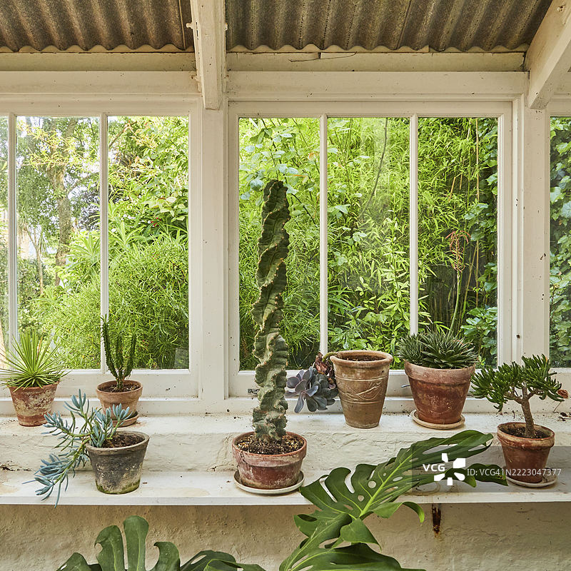 窗台上的各种多肉植物盆栽。英格兰康沃尔的圣艾夫斯，欧洲。图片素材