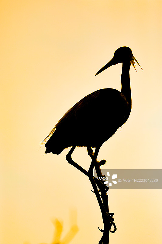 鹭鸟剪影图片素材