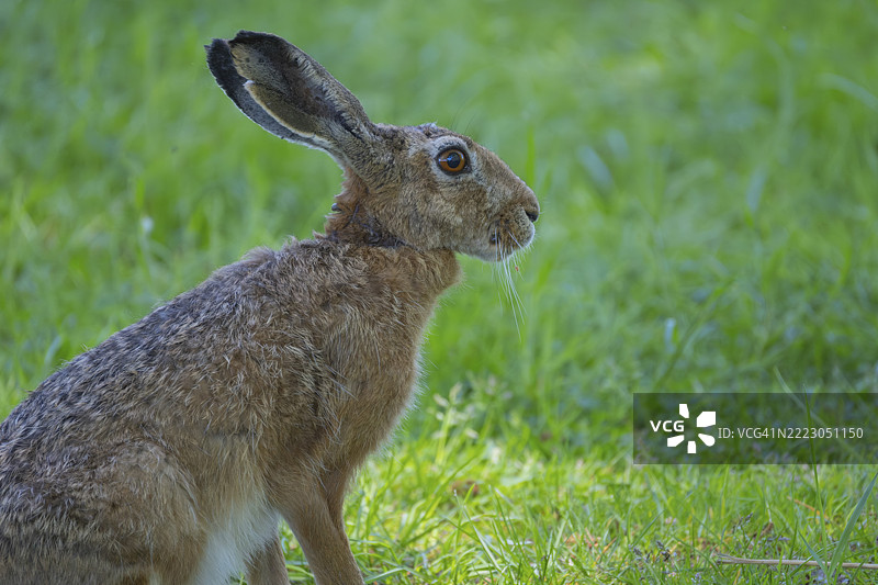 一只坐在草地上的野兔(Lepus europaeus),动物照片,自然照片,野生动物,动物群,德国下萨克森州汉诺威地区纽斯塔特·阿姆·吕本贝尔格图片素材