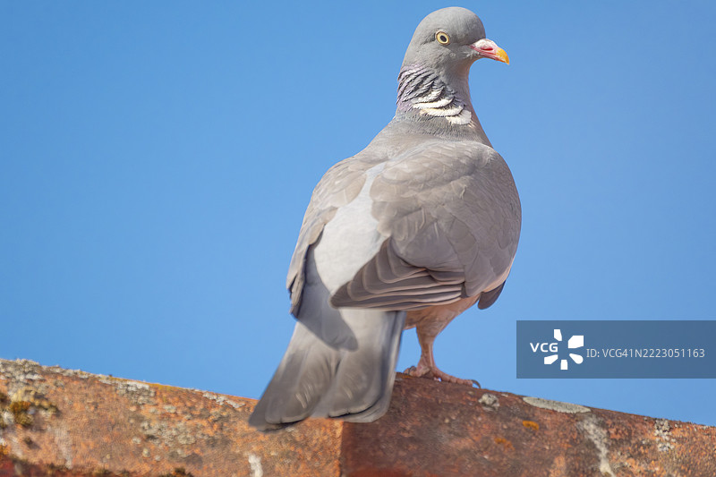 一只木鸽(Columba palumbus)栖息在房屋的屋脊上,动物照片,鸟类,鸟种,自然照片,野生动物,动植物,德国下萨克森州汉诺威地区纽斯塔特·阿姆·吕本贝尔格图片素材