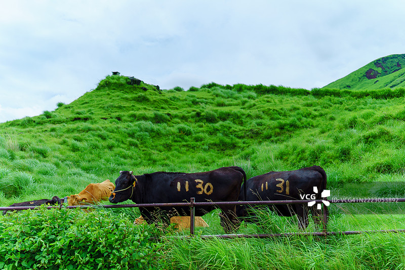 阿苏草原上的牛群在吃草图片素材