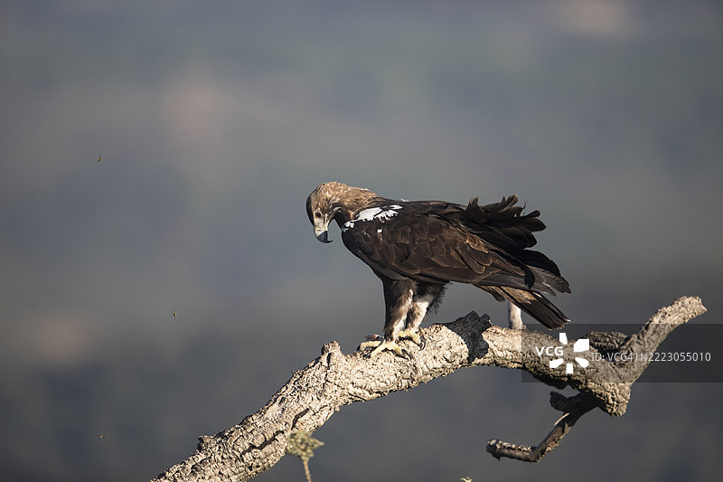 伊比利亚鹰(Aquila adalberti),西班牙帝国鹰,埃斯特雷马杜拉,卡斯蒂利亚-拉曼查,西班牙,欧洲图片素材