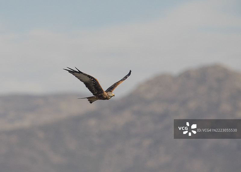 红头鹰（Milvus milvus），西班牙，卡斯蒂利亚-拉曼查，埃斯特雷马杜拉，欧洲图片素材