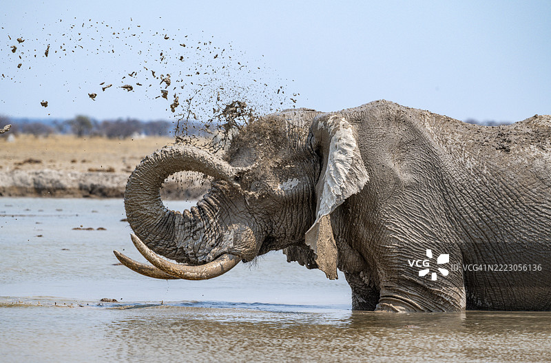 非洲象（Loxodonta africana），成年，站在水中，正在水坑里用水泼洒自己，恩克萨伊潘国家公园，博茨瓦纳，非洲图片素材