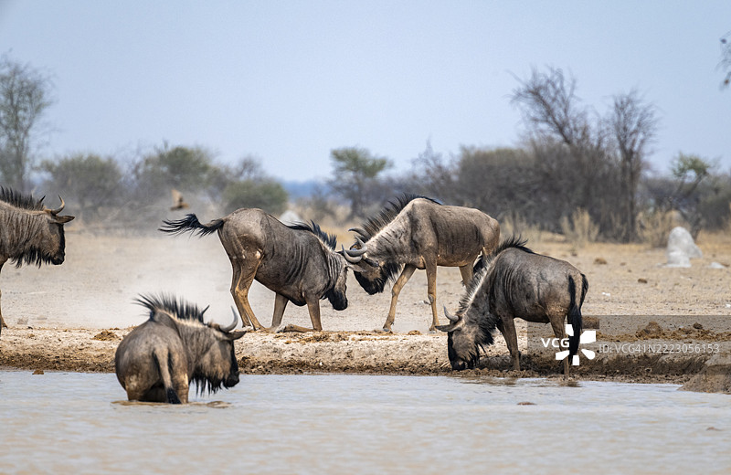蓝角羚（Connochaetes taurinus），两只雄性在水坑处打斗，博茨瓦纳，非洲，Nxai Pan国家公园图片素材