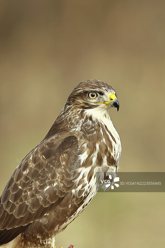 秃鹰（buteo buteo），浅色变种，浅色型，侧面视图，动物肖像，野生动物，北莱茵-威斯特法伦，德国，欧洲图片素材