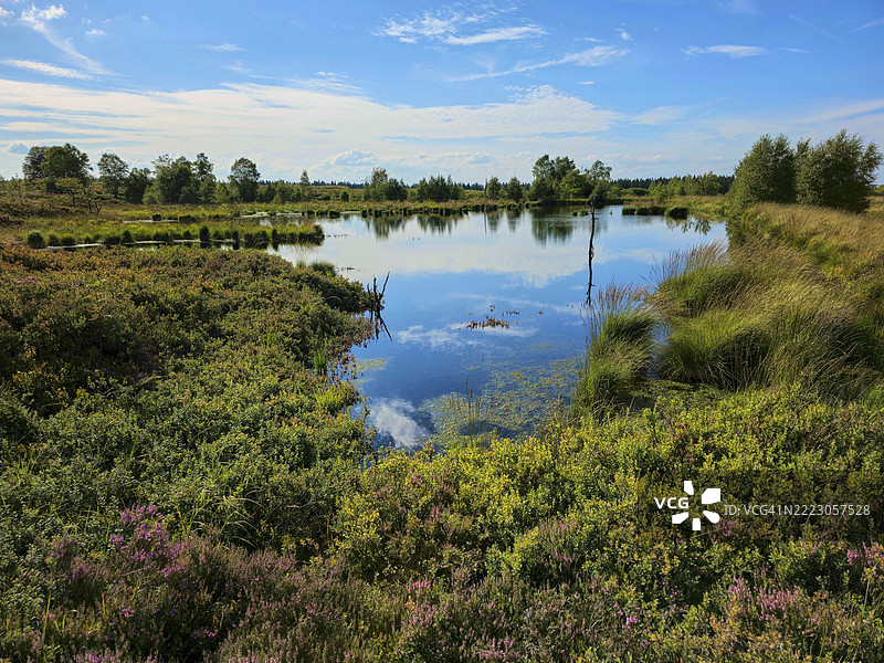 一个宁静的沼泽湖映照着蓝天和白云,四周被绿色自然环绕,夏季,高沼泽,艾菲尔国家公园,穆岑尼希,瓦梅,列日,比利时,欧洲图片素材