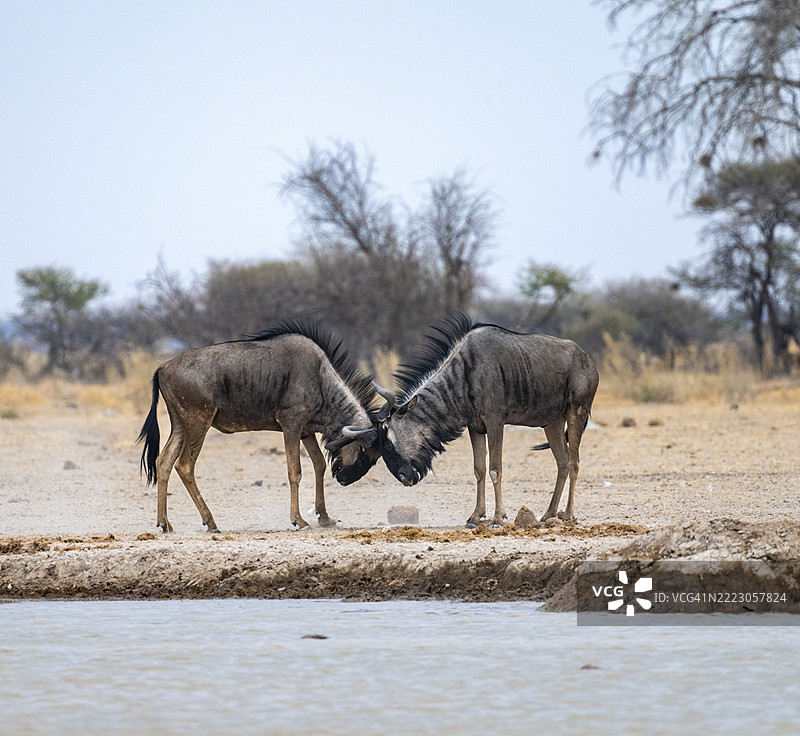 蓝角羚（Connochaetes taurinus），两只雄性在水坑旁打斗，博茨瓦纳，Nxai Pan国家公园，非洲图片素材