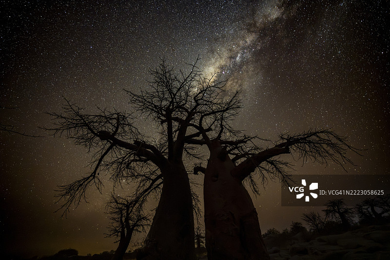 非洲猴面包树的剪影，星空与银河，夜景拍摄，库布岛（Lekubu），索瓦潘，马卡迪卡迪盐沼，博茨瓦纳，非洲图片素材