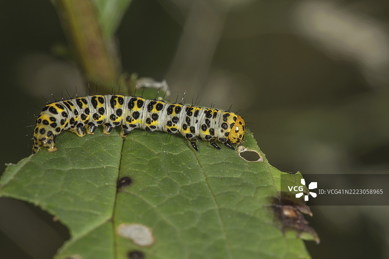 一只色彩斑斓的棕根僧蛾幼虫（Cucullia scrophulariae）栖息在结节棕根（Srophularia nodosa）的叶子上，德国巴登-符腾堡州，欧洲图片素材