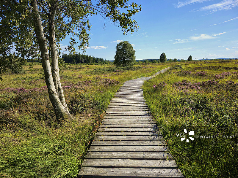 在蓝天下蜿蜒的木栈道,四周环绕着荒野和树木,夏季,海芬高地,艾菲尔国家公园,穆岑希赫,瓦梅,列日,比利时,欧洲图片素材