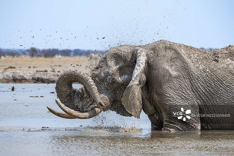 非洲象（Loxodonta africana），成年，站在水中，正在水坑里用水泼洒自己，位于博茨瓦纳的恩克萨伊潘国家公园，非洲图片素材
