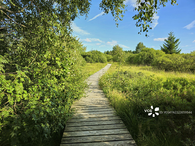 一座狭窄的木栈道穿过绿色的荒野景观，蓝天上飘着几朵白云，夏季，哈伊芬斯，高地国家公园，穆岑尼希，瓦梅斯，列日，比利时，欧洲图片素材