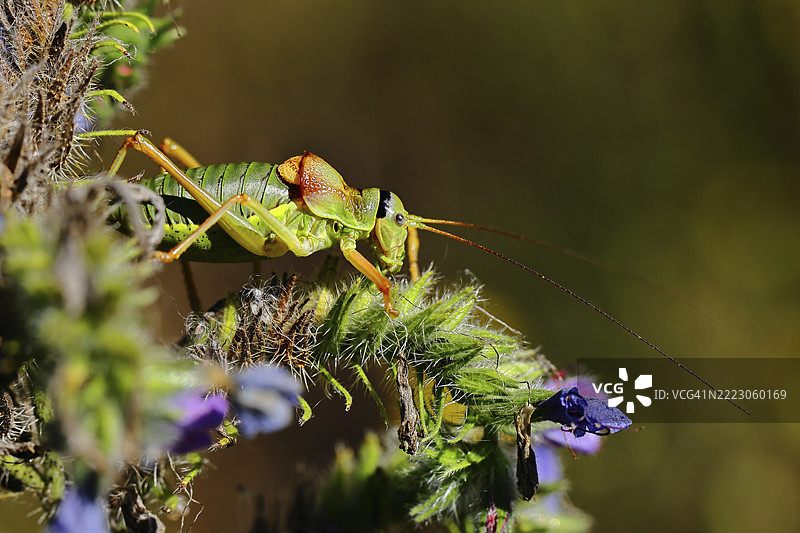 草原鞍背蝗虫（Ephippiger ephippiger），雄性，栖息在毒蛇蓝花（Echium vulgare）上，背景虚化，叶蝉，长指蝗虫，德国红色名录，特别保护物种，濒危。图片素材