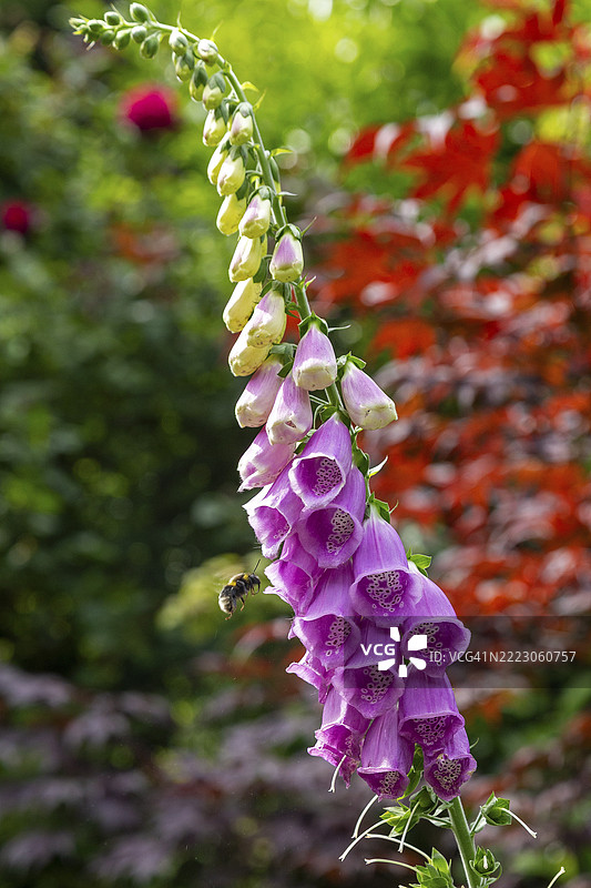 常见的毛地黄(Digitalis purpurea),大黄蜂正在接近,西弗森,罗森花园,下萨克森,德国,欧洲图片素材
