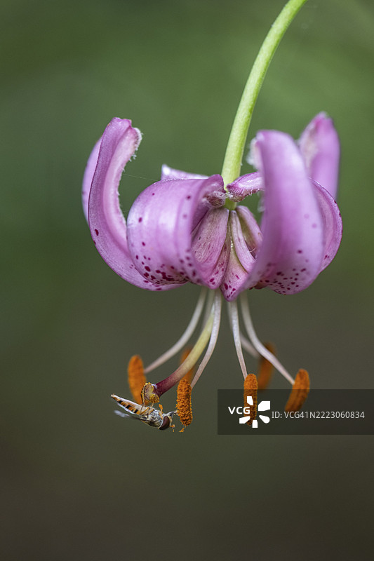 土耳其帽百合（Lilium martagon）与林间悬蝇（Episyphus balteatus），德国下萨克森州埃姆斯兰，欧洲图片素材