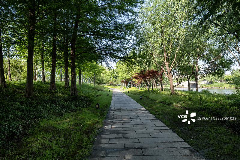 安静的森林小径，微弱的光线和远处的枫叶图片素材