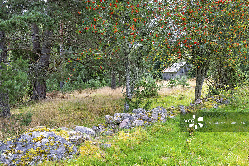 瑞典欧洲的文化景观中,牧场里的石墙旁有一棵结满红色浆果的山楂树,旁边是一座古老的木质谷仓,靠近森林边缘。图片素材