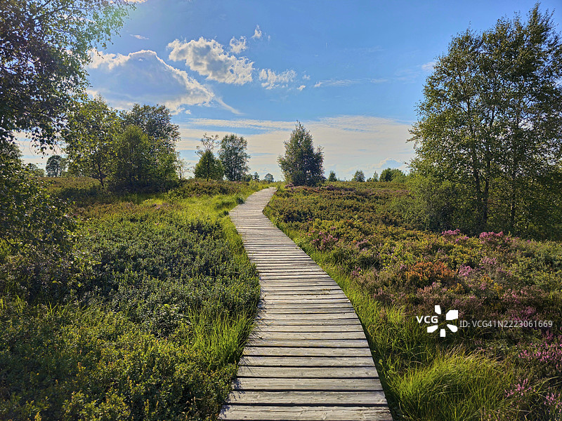 一条木栈道穿过宁静的荒原景观,周围有树木,蓝天之下,夏季,哈伊芬斯,高地国家公园,穆岑希赫,瓦梅,列日,比利时,欧洲图片素材