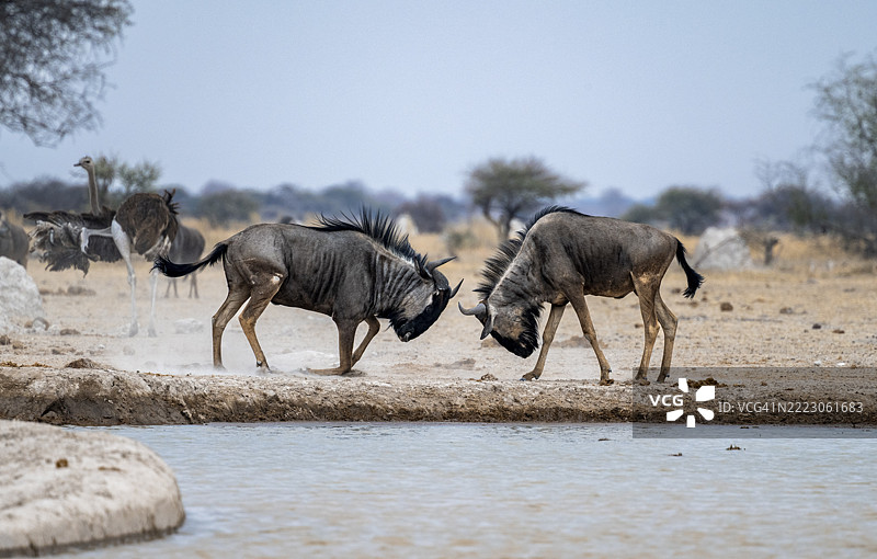 蓝角羚（Connochaetes taurinus），两只雄性在水坑旁打斗，博茨瓦纳，Nxai Pan国家公园，非洲图片素材