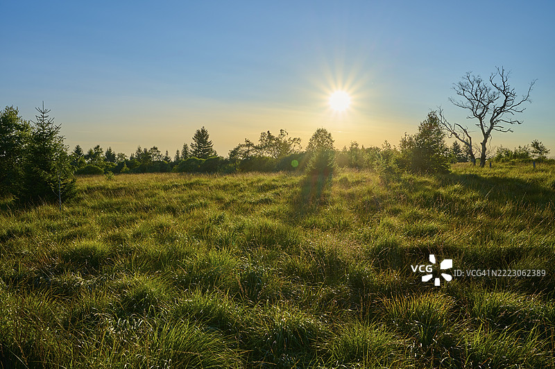 落日将草地和树木沐浴在温暖的光线中，位于比利时列日的艾菲尔高沼泽。图片素材
