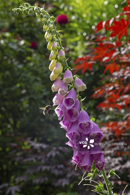 常见的毛地黄(Digitalis purpurea),大黄蜂正在接近,西弗森,罗森花园,下萨克森,德国,欧洲图片素材