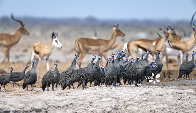 头盔珍珠鸡（Numida meleagris），在博茨瓦纳Nxai Pan国家公园的水坑旁聚集。图片素材
