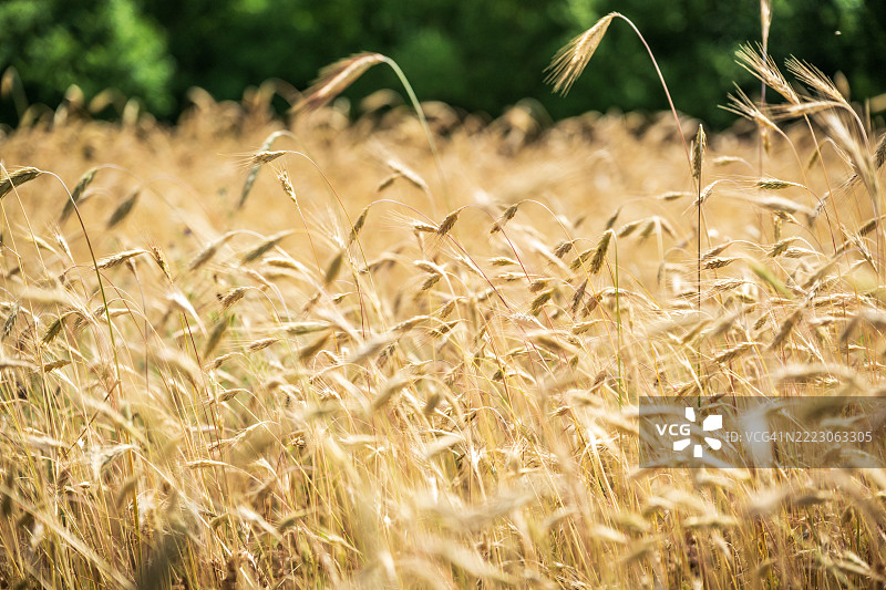 夏季的金色麦田图片素材