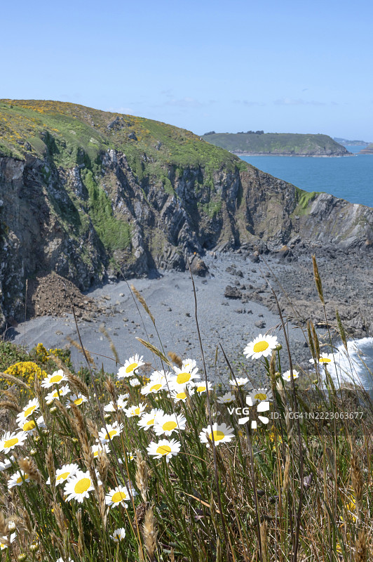 GR 34长途徒步旅行道和悬崖路线俯瞰着比尔福特角盛开的金雀花，下面是悬崖下的熔岩海滩，以及圣布里厄湾的梅兹-德-戈洛群岛，位于科特迪瓦省。图片素材